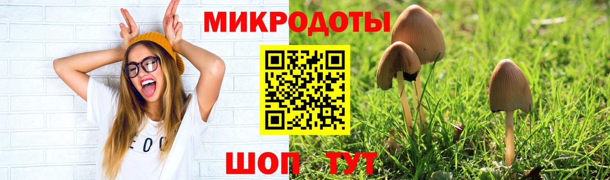 Галлюциногенные грибы Psilocybe Алатырь